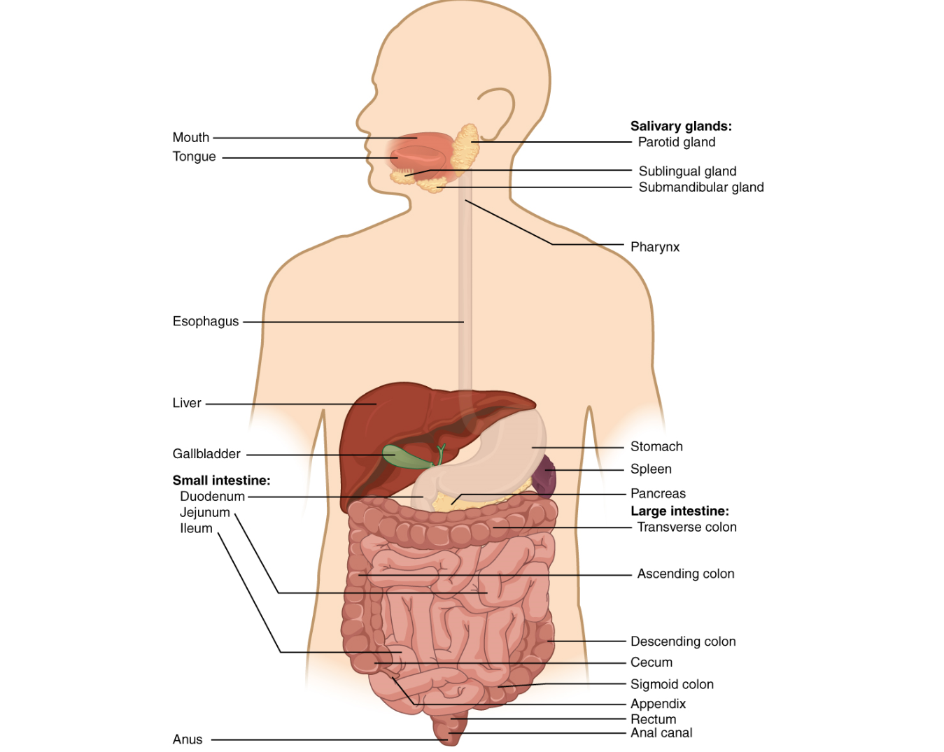 Anatomy of the digestive system